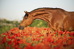 horse in the poppy field