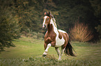 running horse