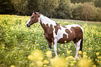 warmblood