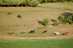 herd of warmbloods