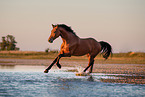 galloping Warmblood