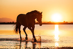 trotting Warmblood