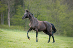 walking Warmblood Horse