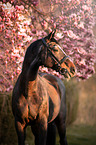 Warmblood Horse