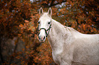 Warmblood Horse