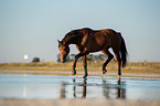 walking Warmblood