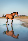 walking Warmblood