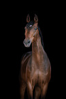 Warmblood Horse