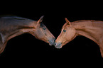 Warmblood Horse portrait