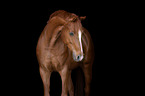 standing Warmblood Horse