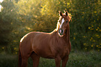 Warmblood Horse