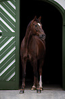 standing Warmblood Horse