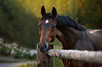 Warmblood Horse