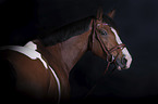 Warmblood portrait