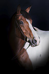 Warmblood portrait
