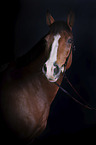 Warmblood portrait