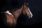 Warmblood portrait
