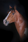 Warmblood portrait