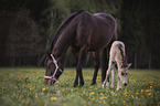 Warmblood mare with foal
