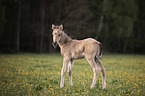 Warmblood foal
