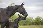 Warmblood mare with foal