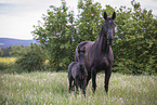 Warmblood mare with foal
