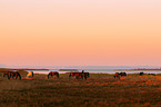 Warmbloods