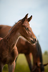 Warmblood foal portrait