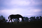 walking Warmblood