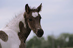 Warmblood foal portrait