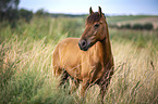 standing Warmblood