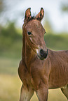 Warmblood foal