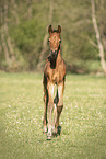 walking Warmblood foal