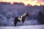 standing Warmblood