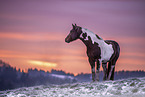 standing Warmblood