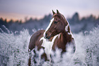 Warmblood