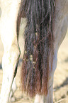 Warmblood