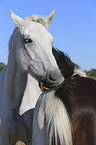 Warmblood portrait