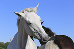 Warmblood portrait