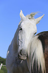Warmblood portrait