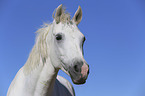 Warmblood portrait