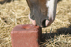 Warmblood