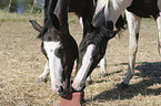 Warmbloods portrait
