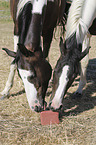standing Warmbloods