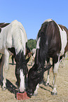 standing Warmbloods