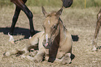 lying Warmblood Foal