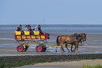 Carriage ride through the mud flats