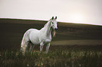 standing Warmblood