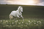 galloping Warmblood