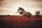 rising Warmblood